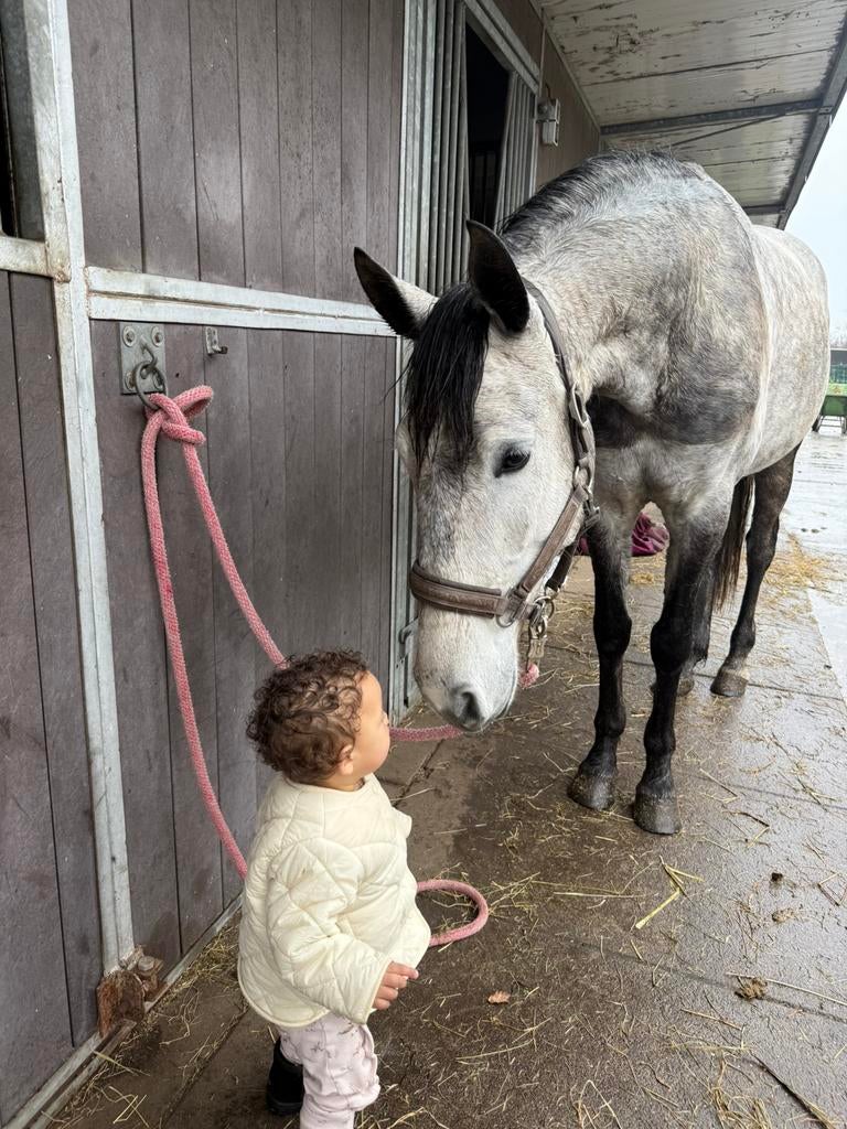 Prachtige mensgerichte 5 jarige merrie +/-154, Minder dan 160 cm, Zadelmak, 3 tot 6 jaar, Recreatiepaard