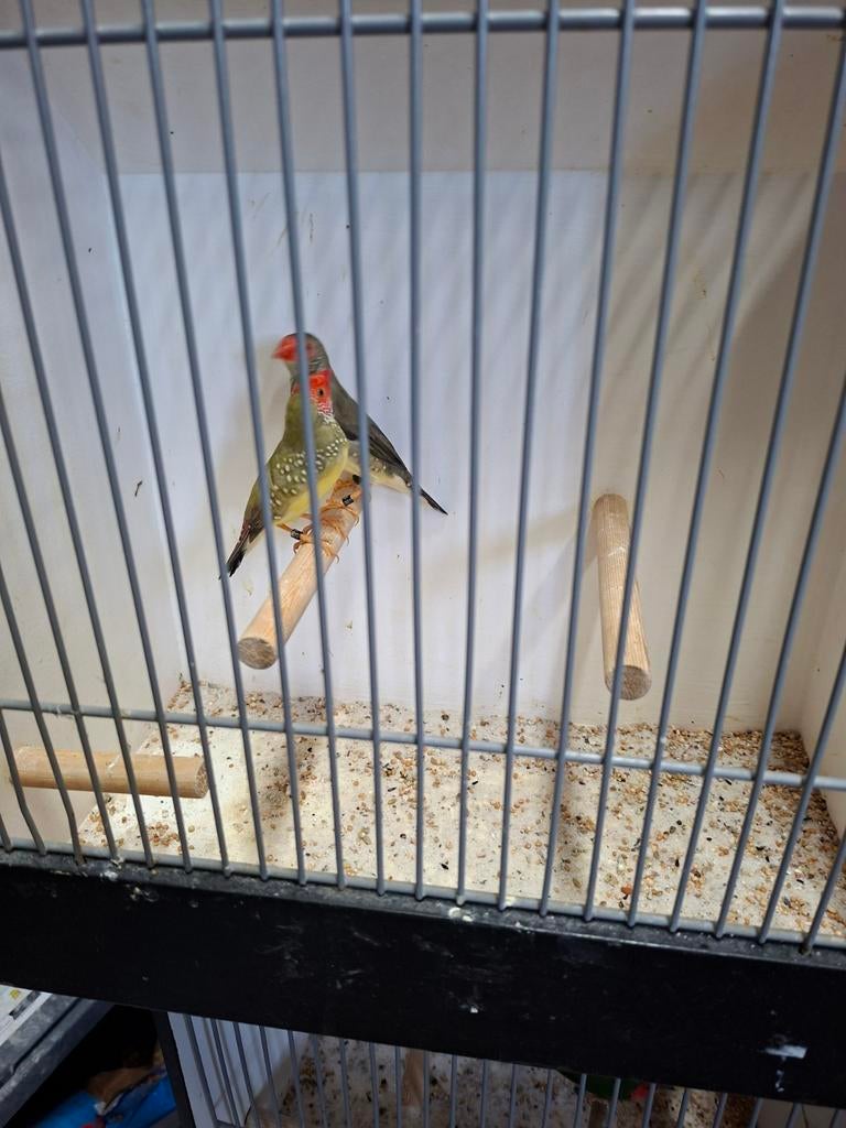 Mooi koppel binsastrilde, Meerdere dieren