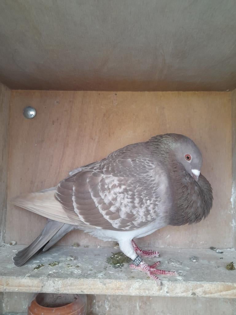 Sierduiven, Dieren en Toebehoren, Vrouwelijk