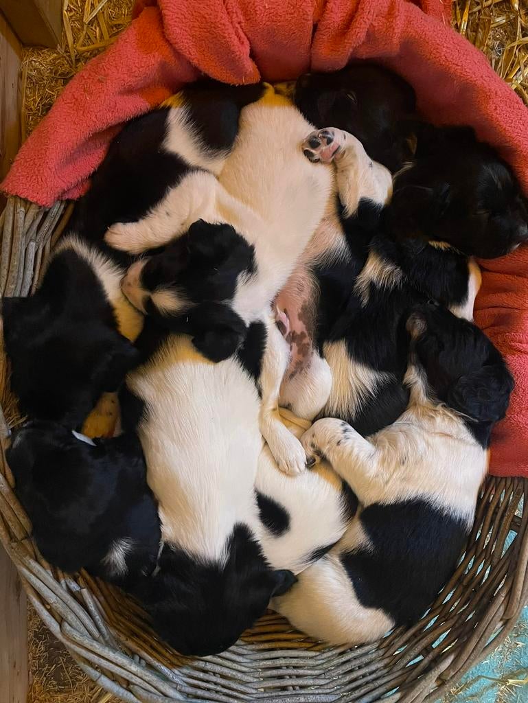 Friese stabij pups, Parvo, 8 tot 15 weken, Meerdere, Meerdere dieren
