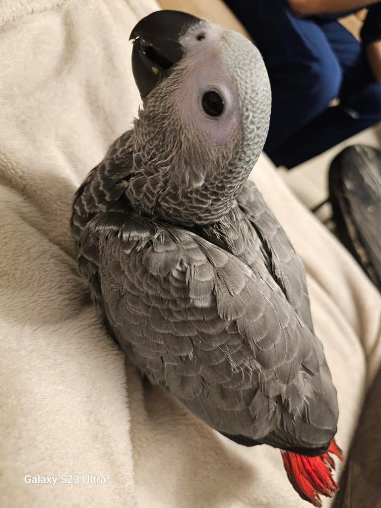 Baby Tamme Grijze roodstaart, Dieren en Toebehoren, Vogels | Parkieten en Papegaaien, Geslacht onbekend, Papegaai, Tam