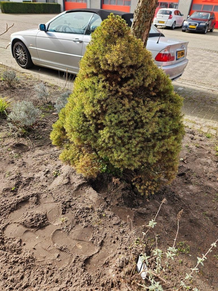 1 plant gratis, Tuin en Terras, Planten | Struiken en Hagen, Ophalen, Overige soorten, Minder dan 100 cm