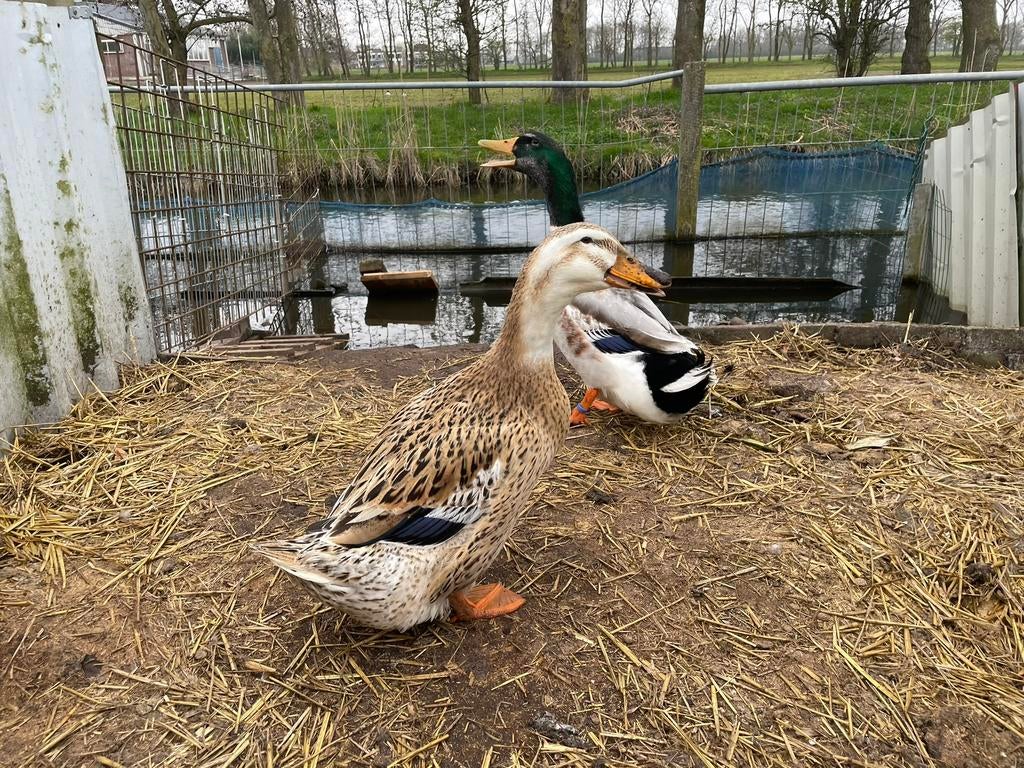Kuikens Silver Appleyard (groot), Geslacht onbekend, Eend