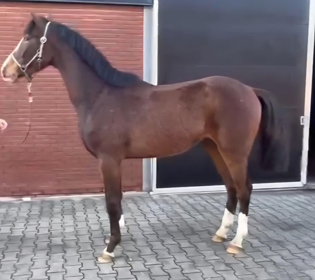 Bloedmooie 3 jarige ruin, Dieren en Toebehoren, Paarden, Springpaard, Met stamboom, Ruin, 3 tot 6 jaar