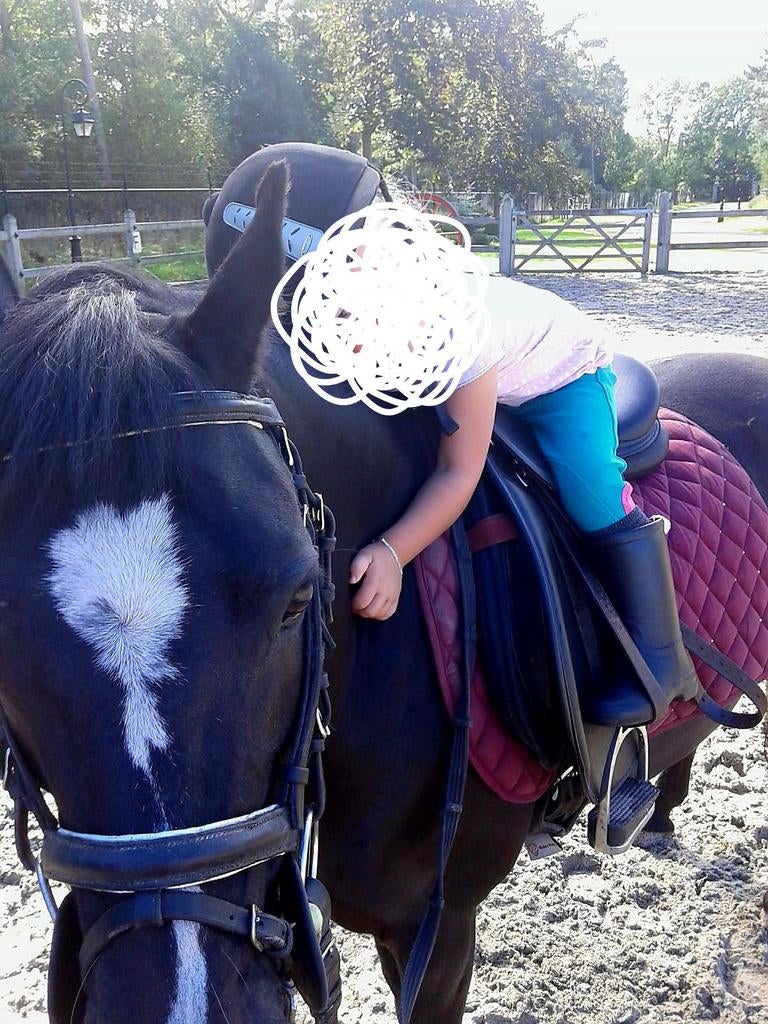 Verzorg pony gezocht buurt Urk., Ophalen of Verzenden, Nieuw