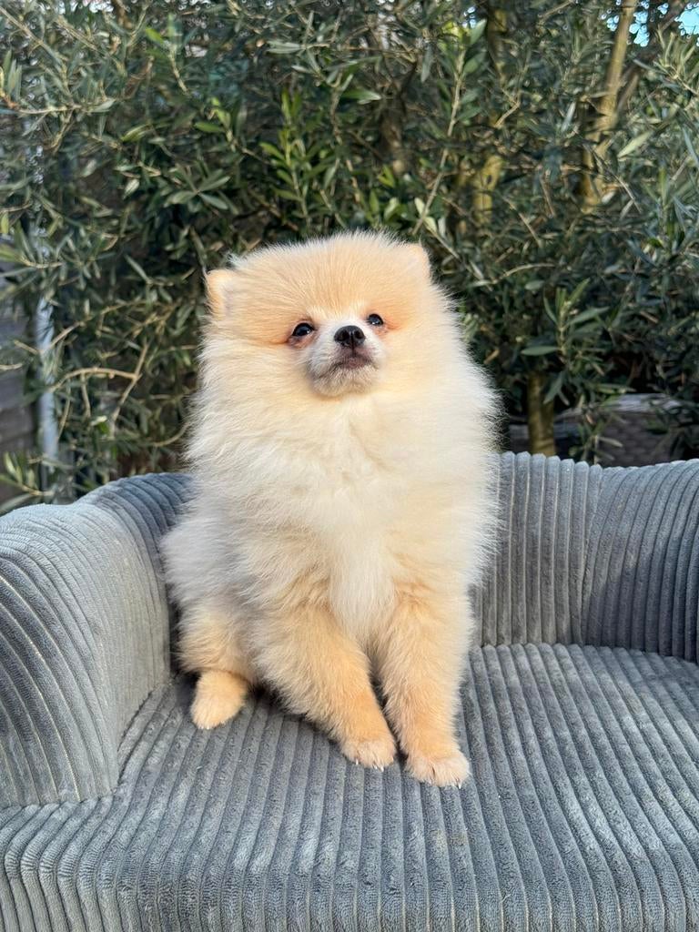 Prachtige pup’s, Dieren en Toebehoren, Honden | Poolhonden, Keeshonden en Oertypen, Parvo, Keeshond, 8 tot 15 weken, Meerdere