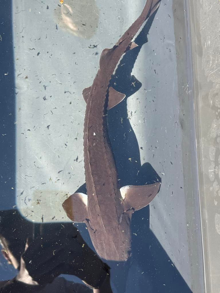 Mooie baeri steur, Steur