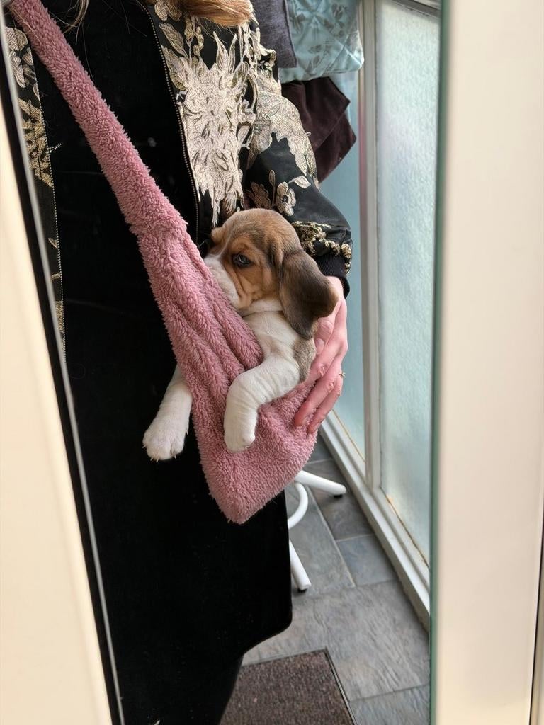 Nieuw teddy honden puppy draagzak, Ophalen of Verzenden, Nieuw