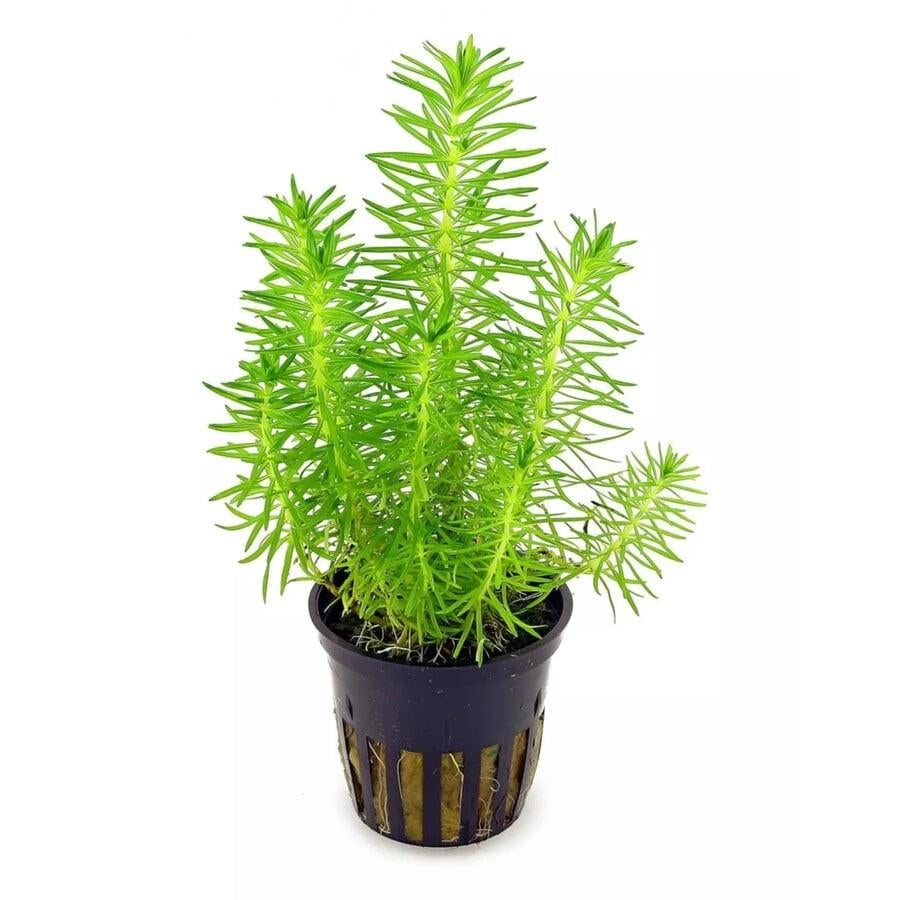 Hobbyaquarium Pogestemon Erectus uitzoeken, Ophalen, Hobbyaquarium, Plant(en), Steen of Hout, Nieuw