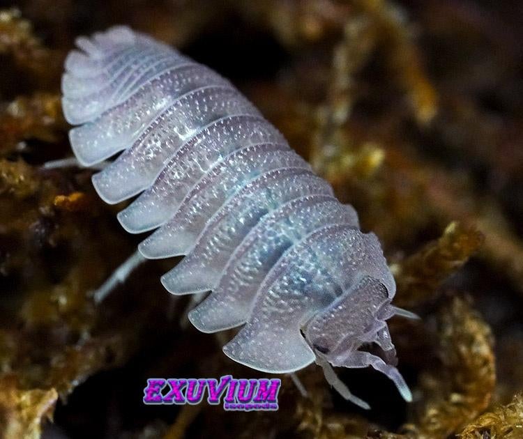 Armadillidium scaberrimum (Sandstone) isopods / pissebedden, Overige soorten