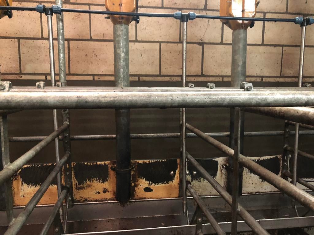 Te koop 42 zeugenboxen met uitloop inclusief bediening., Varken