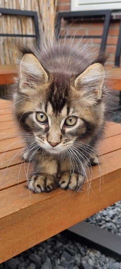 Prachtige maine coon kittens, Meerdere dieren