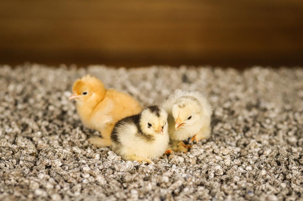 Cochin kriel kippenkuikens | Gesekst en Ingeënt, Vrouwelijk, Kip