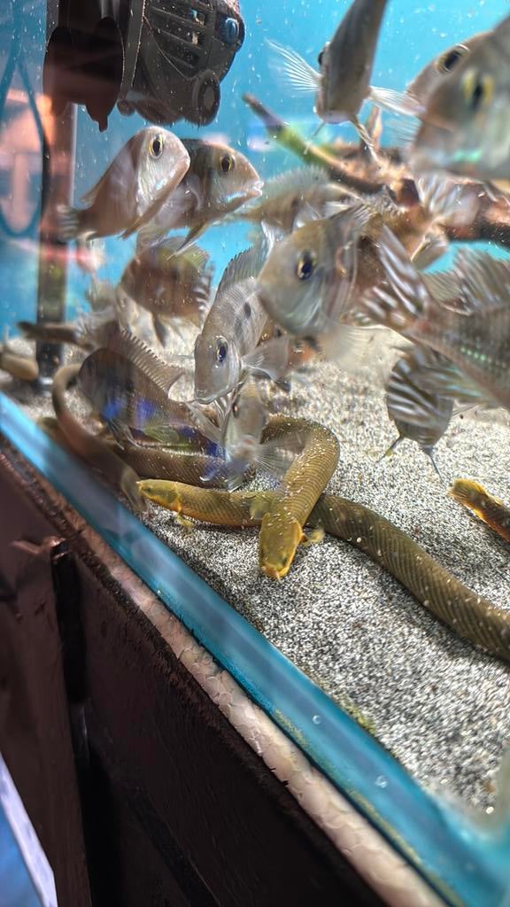 Erpetoichthys calabaricus - Afrikaanse wimpelaal, Dieren en Toebehoren, Vissen | Aquariumvissen, Zoetwatervis, Vis