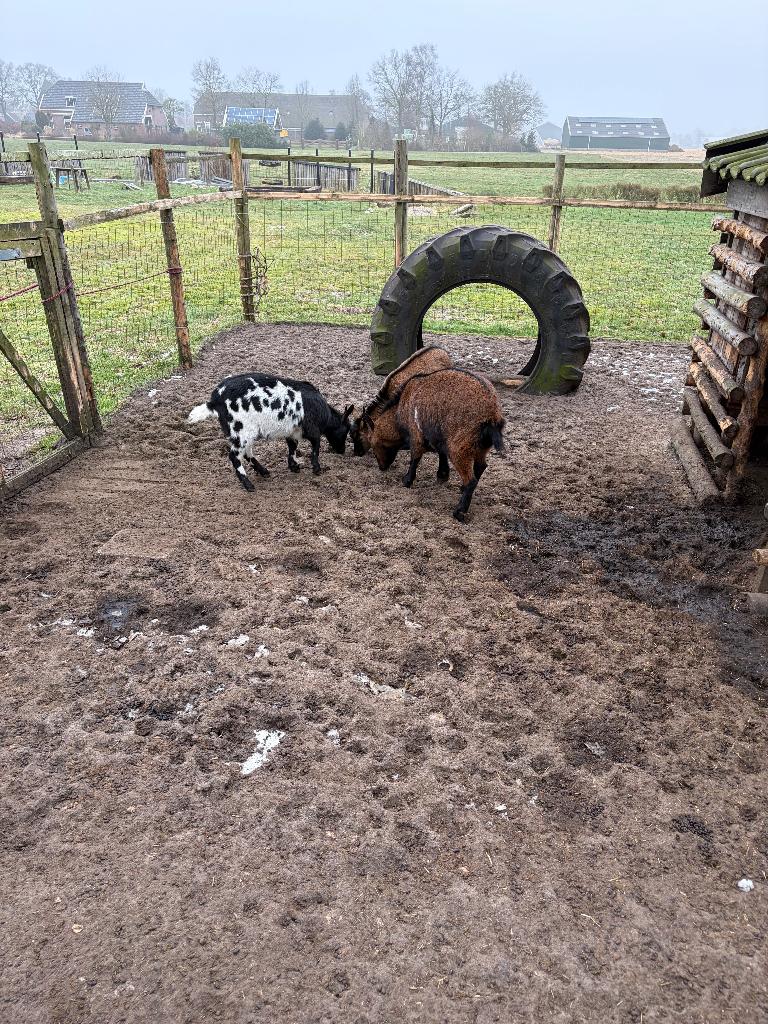 Geiten te koop, Meerdere dieren, Geit, 0 tot 2 jaar