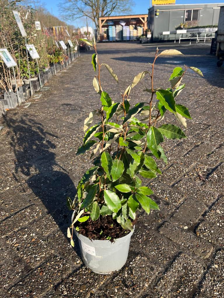 Eleagnus ebbingei - Olijfwilg, Ophalen, Overige soorten, Struik, Minder dan 100 cm