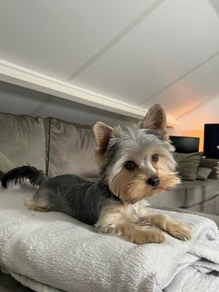 YORKSHIRE TERRIER DEKREU, Ophalen, Glas of Kopje