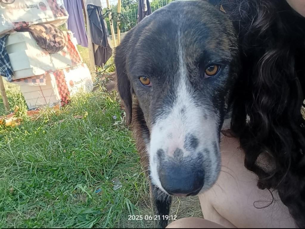Valentino grote jongen met een zacht hart en kusjes op ..., Particulier, Reu, 1 tot 2 jaar, Buitenland