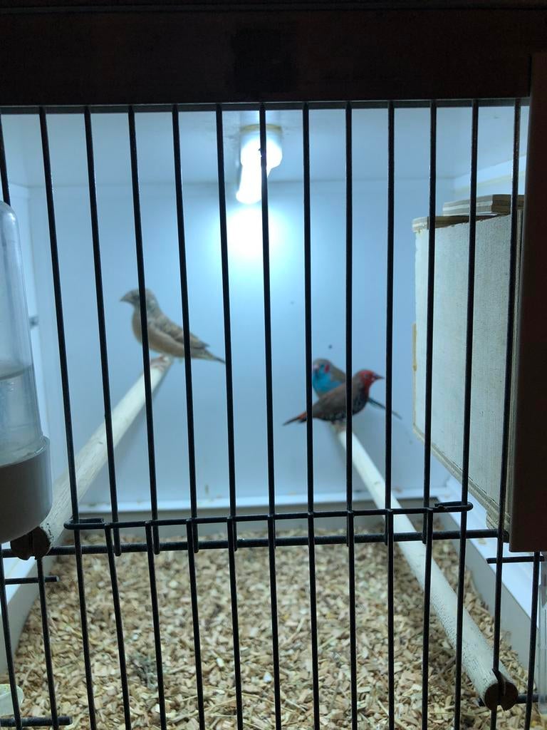 Tropenvogels, Meerdere dieren, Tropenvogel