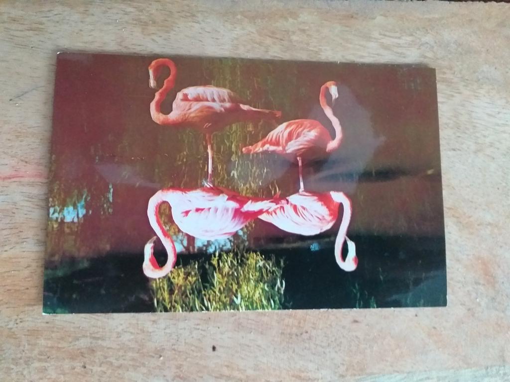 Rotterdam  - Diergaarde Blijdorp  /  Rode Flamingo's, Verzenden, Ongelopen, Zuid-Holland