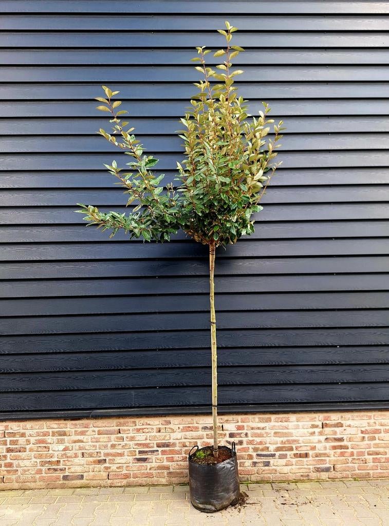 Elaeagnus ebbingei 'Compacta' 🌿(Olijfwilg) Groenblijvend, Ophalen, Halfschaduw, 100 tot 250 cm