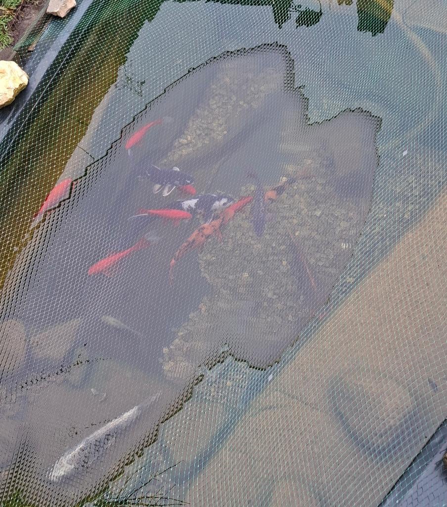 Koi's + paar goudvissen, Dieren en Toebehoren, Vissen | Vijvervissen, Karper of Koi
