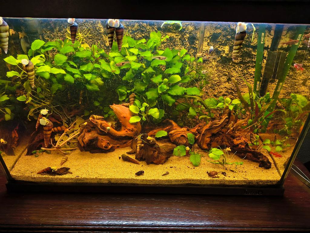 Sulawesi slak, Dieren en Toebehoren, Slak of Weekdier, Zoetwatervis