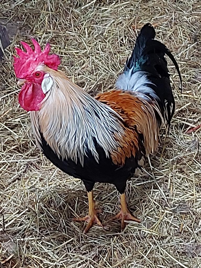 broedeieren leghorn patrijs kleurslag, Geslacht onbekend, Kip