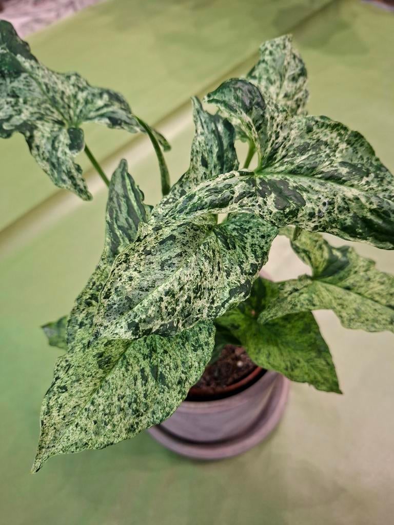 Syngonium 'Mojito', Huis en Inrichting, Kamerplanten, Ophalen of Verzenden, Halfschaduw, Minder dan 100 cm