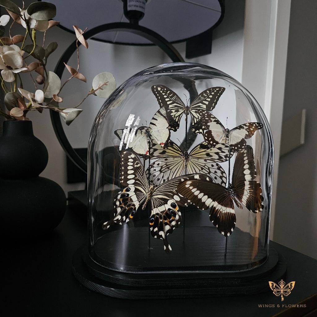 (Ovale) Vlinderstolp, Wings & Flowers, Touwbaan 11, Lekkerkerk, Nieuw, Ophalen of Verzenden