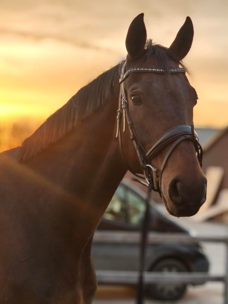 Mooi recreatie paard met een bijzonder fijn karakter, Dieren en Toebehoren, Paarden, Met stamboom, Ruin, M, 170 tot 175 cm