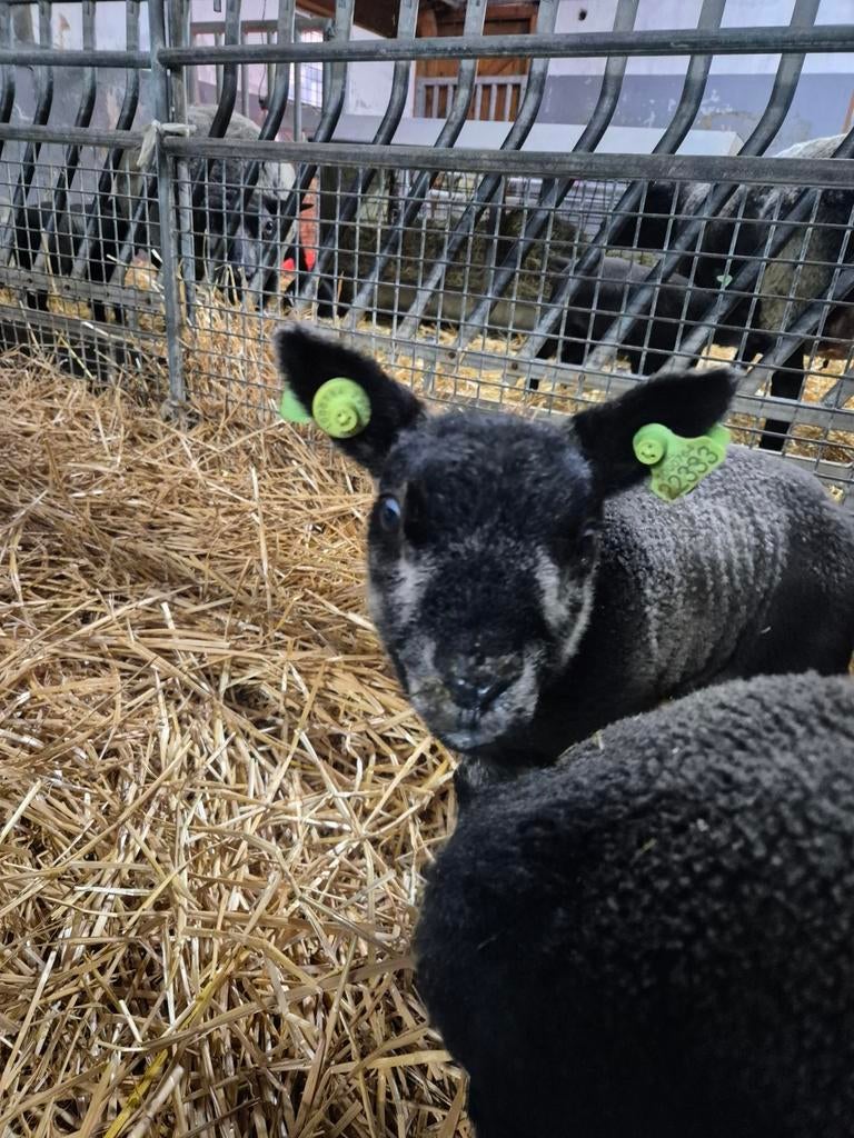 Leb lammeren Blauwe texelaar, Vrouwelijk, Groot