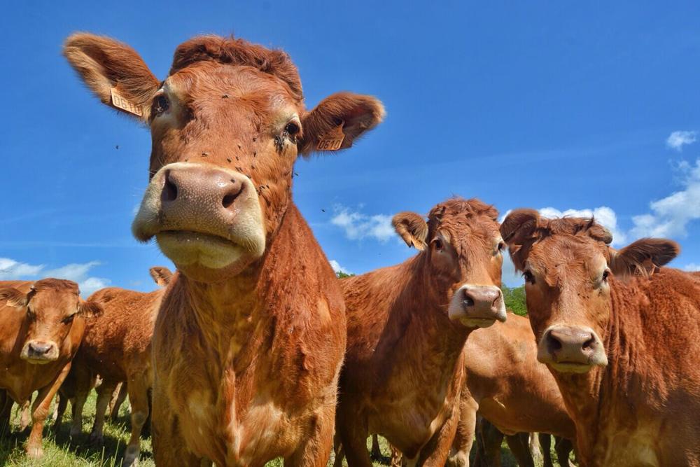 Gezocht: Runderen binnen 24u betaald en gehaald, Dieren en Toebehoren, Meerdere dieren