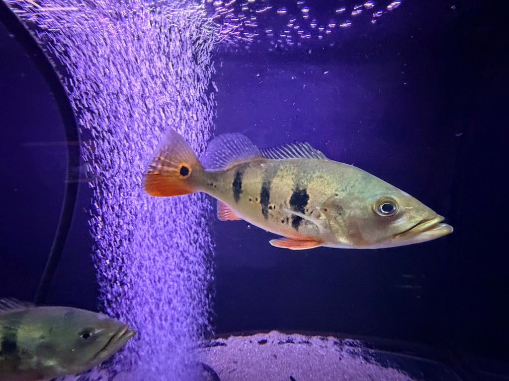 2 Cichla monocules 20 cm, Dieren en Toebehoren, Vis
