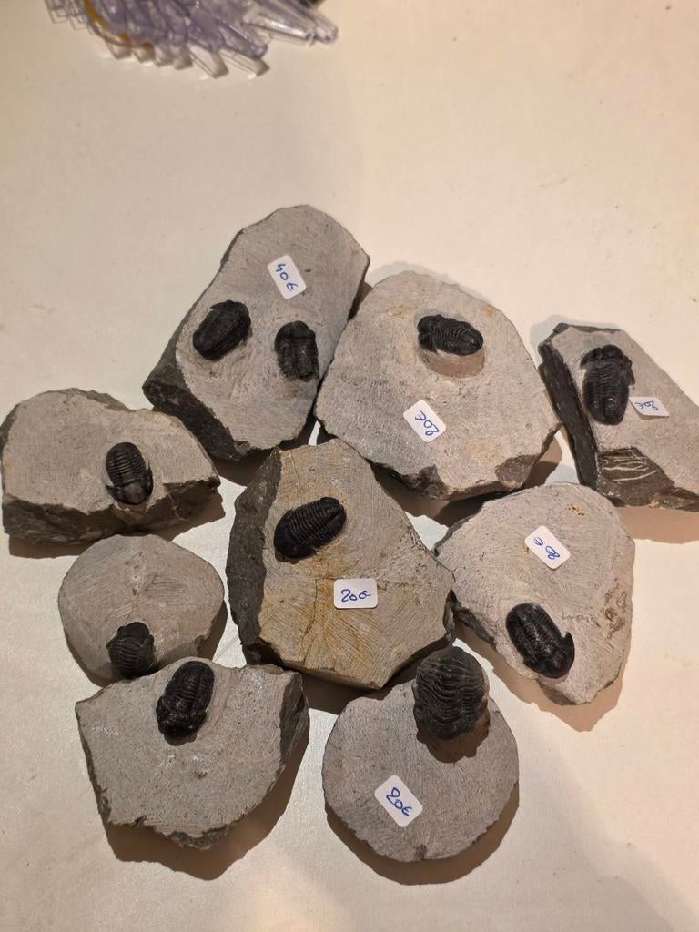 Trilobieten uit te kiezen nu 20€ per Trilobiet., Verzamelen, Mineralen en Fossielen, Fossiel, Ophalen of Verzenden