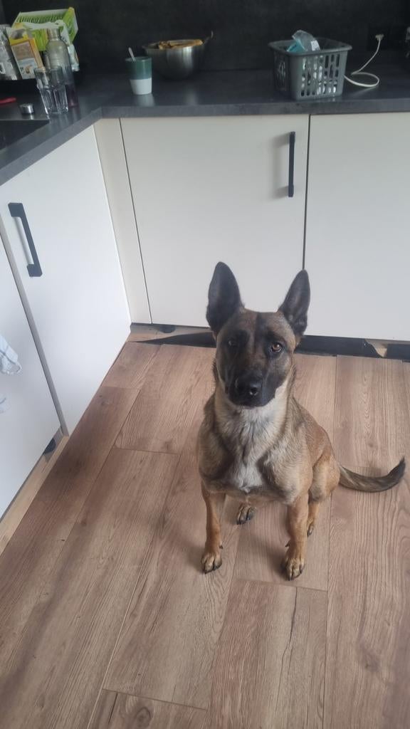 Mechelse herder teef 4-6"22, Dieren en Toebehoren, Honden | Herdershonden en Veedrijvers, Teef, Eén hond, 3 tot 5 jaar, Herder