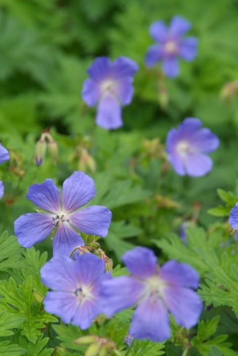 Geranium Himalayense Blue in een P11 pot., Volle zon, Vaste plant, Zomer, Ophalen