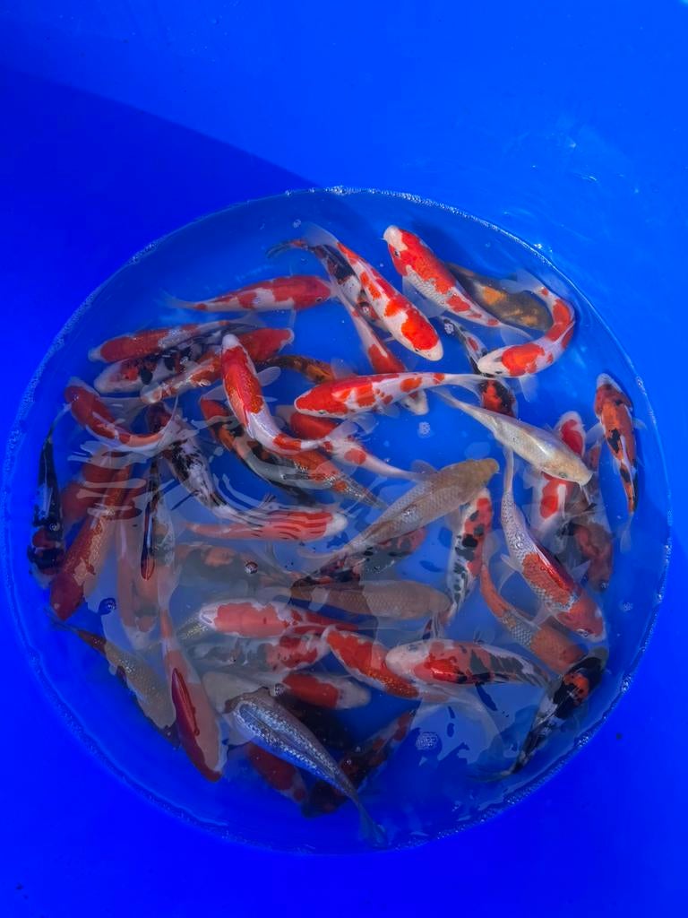 Hiroi Mix, Karper of Koi