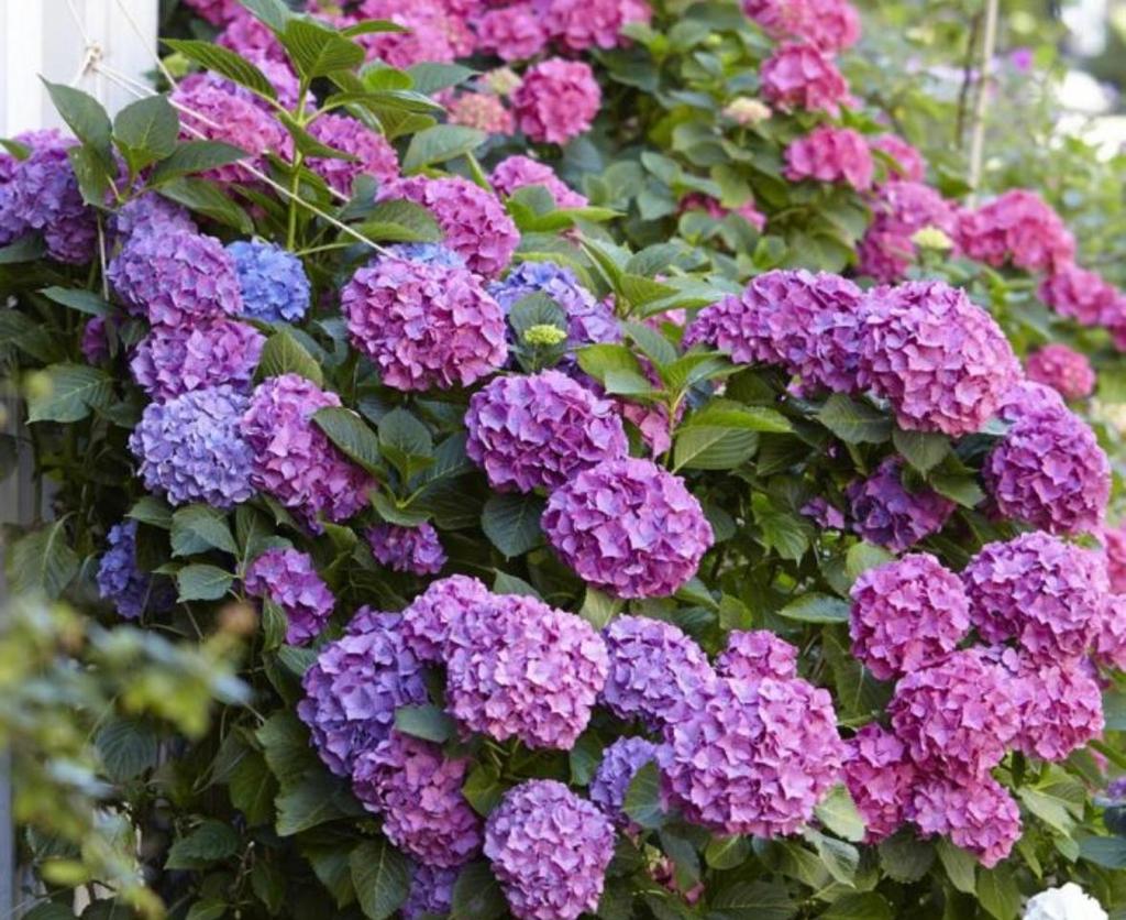 10 volwassen boeren hortensia’s (Hydrangea macrophylla), Tuin en Terras, Vaste plant, Halfschaduw, Zomer, Ophalen