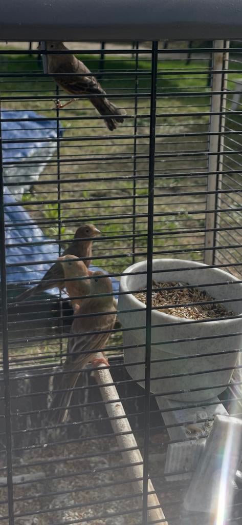 Mooie roodmussen popjes, Dieren en Toebehoren, Vrouwelijk, Parkiet