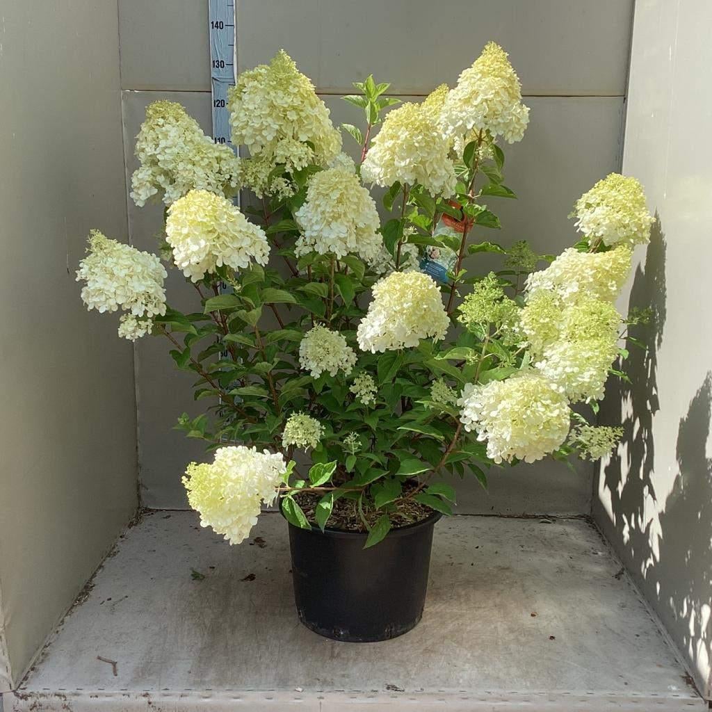 Pluimhortensia, Hydrangea Paniculata Polar Bear, Vaste plant, Halfschaduw, Zomer, Ophalen