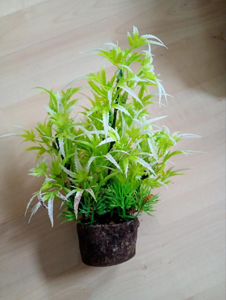 Terrarium accessoires, Ophalen, Overige soorten, Volle zon