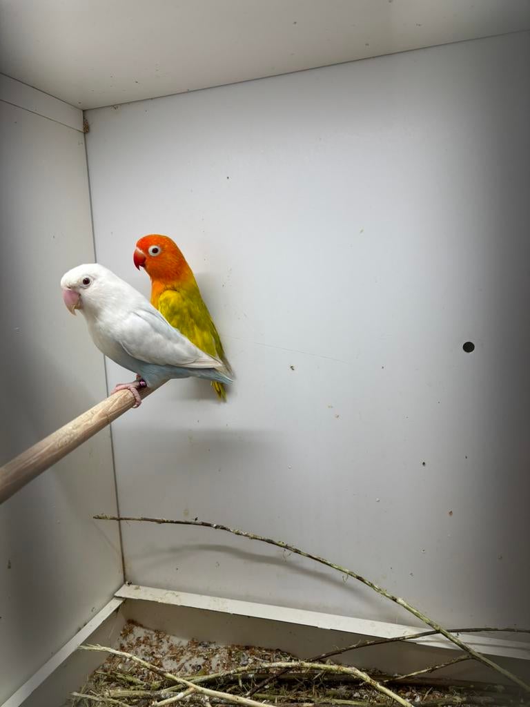 Koppel pale fallow blauw x pale fallow groen, Dieren en Toebehoren, Meerdere dieren, Dwergpapegaai of Agapornis, Geringd