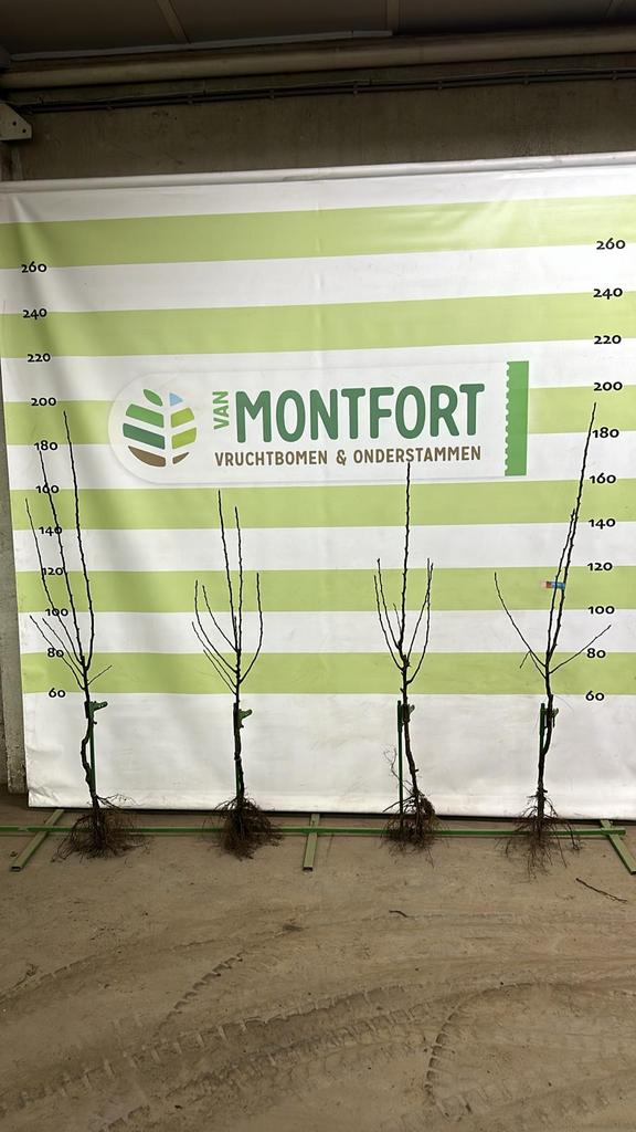 Fruitbomen appel en peer, Ophalen, Appelboom, Lente