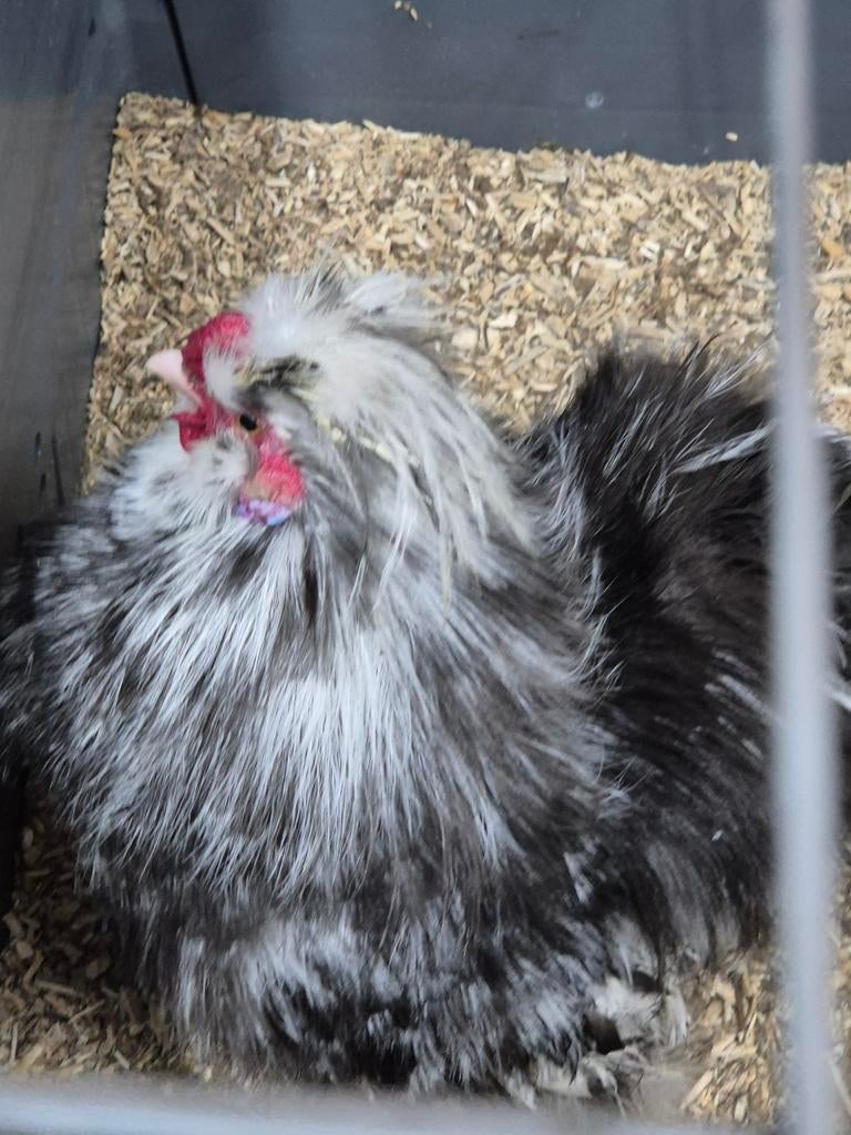 Trio zijdehoenders, Meerdere dieren, Kip
