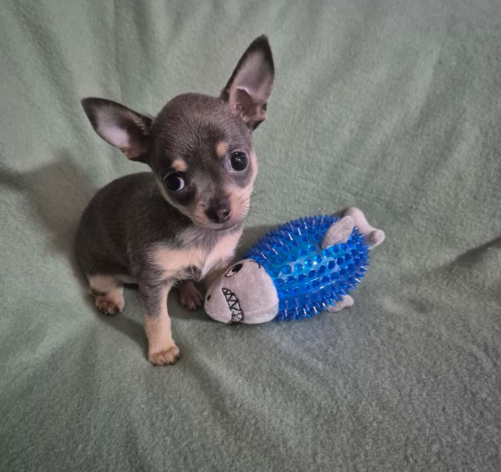 Prachtige en bijzonder mooie kleur chihuahua pup, Reu, 8 tot 15 weken, Parvo, Eén hond