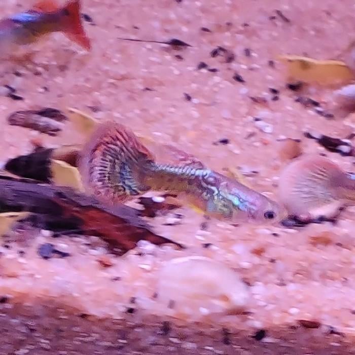 Lebistes reticulatus, Vis