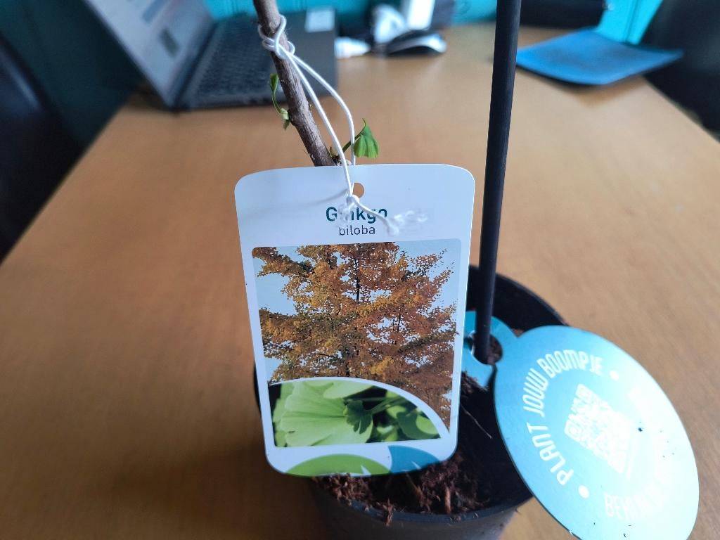 Ginkgo biloba, Ophalen, Volle zon, Overige soorten