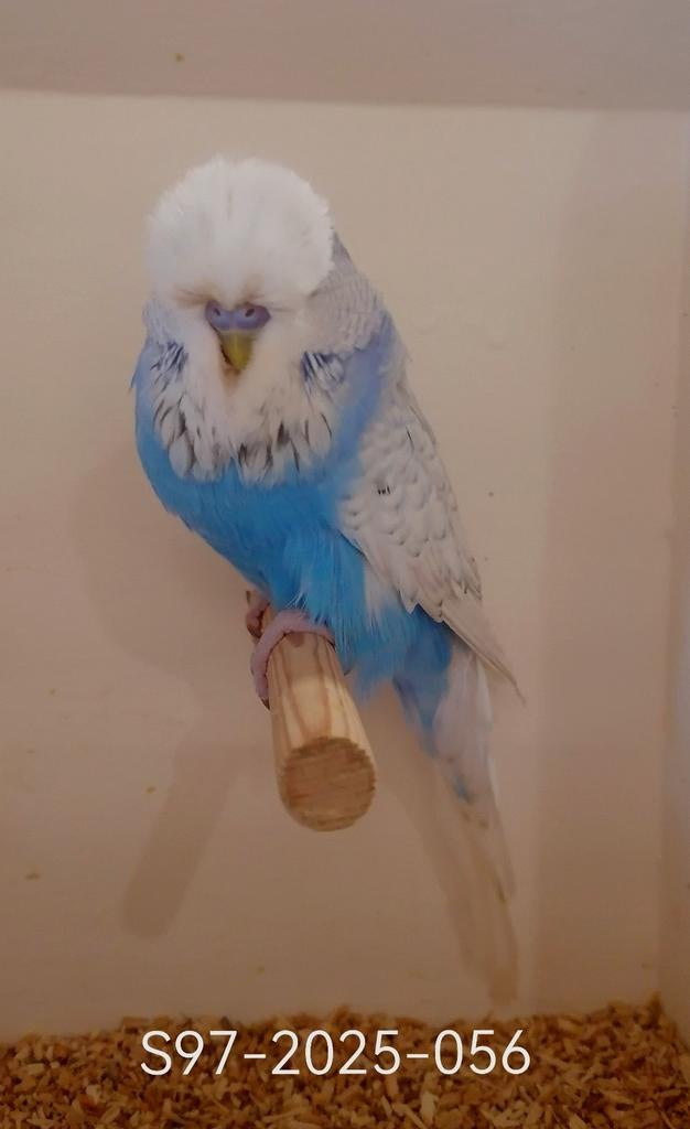 Engelse grasparkieten., Dieren en Toebehoren, Vogels | Parkieten en Papegaaien, Meerdere dieren, Parkiet