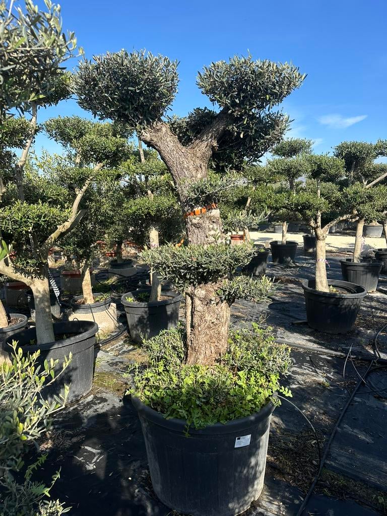 Pon pon olijfbomen, Ophalen